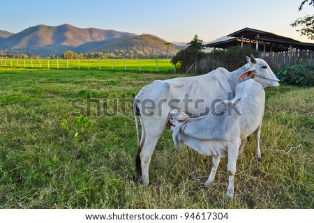 white cow suck up milk on the green field nice sky of thailand