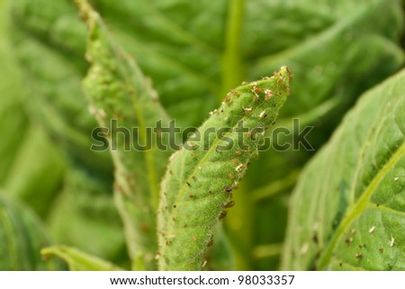 insects and bugs on tobacco leaf in the tobacco garden of thailand