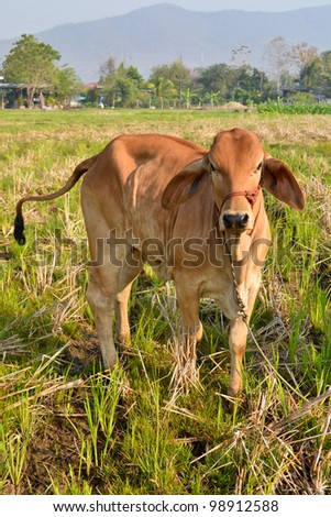 brown cow in field of thailand