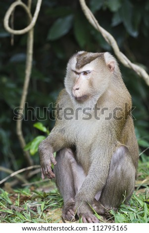 Pig-tailed macaque at Khao Yai national park in Thailand