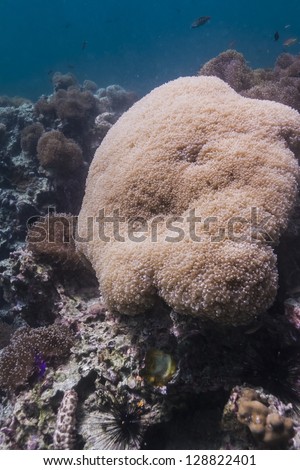 Rounded bubblegum coral at Lipe island
