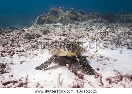 Hawksbill sea turtle at Surin national park in Thailand