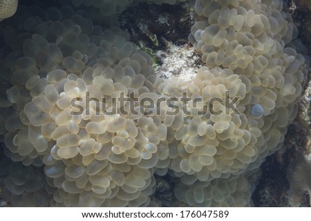 Rounded bubblegum coral (Plerogyra sinuosa) at Lipe island
