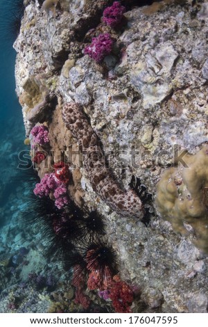 Blackspotted sea cucumber (pearsonothuria graeffei) at Lipe island
