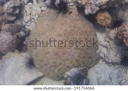 Rounded bubblegum coral (Plerogyra sinuosa) at Koh Chang, Thailand