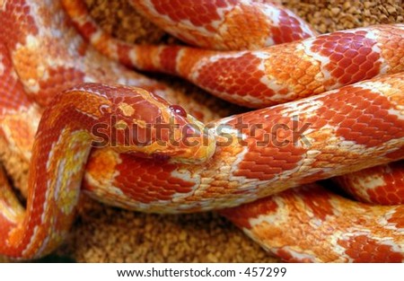 snake body