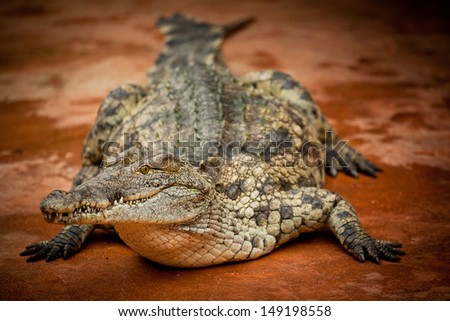 Cayman or crocodiles are animals from the ancient ages, they can live over 100 years and their cayman skin is often used for leather and making bags.
