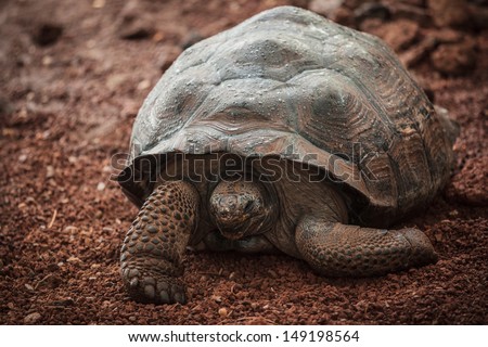 A female Albara Turtle, the largest species of land turtles with the galapagos turtles, in relaxation phase in a tropical warm environment in a french National Park
