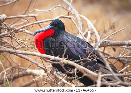 Frigatebird male, North Seymour Island breeding colony, Galapagos