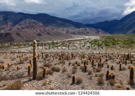 Mountain landscape with cactus, Northern Argentina