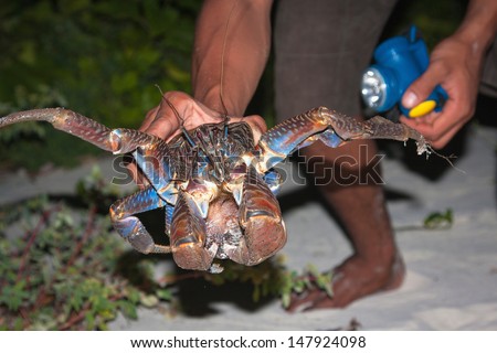 Coconut crab, Birgus latro