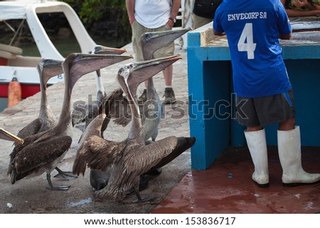 GALAPAGOS ISLANDS, EQUADOR - FEB 02: Pelicans on the Galapagos Islands, Ecuador, February 02, 2012. Galapagos islands is a unique place where many wild animals live near the sea with man.