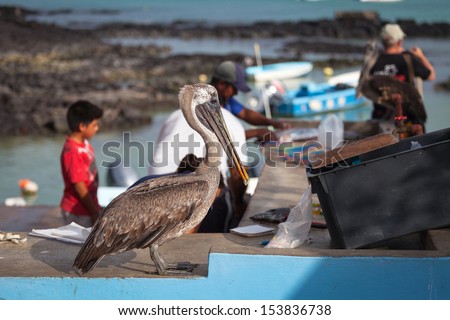 GALAPAGOS ISLANDS, EQUADOR - FEB 05: Pelicans on the Galapagos Islands, Ecuador, February 05, 2012. Galapagos islands is a unique place where many wild animals live near the sea with man.