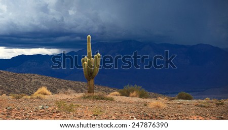 Cactus. Los Cardones national park in northern Argentina