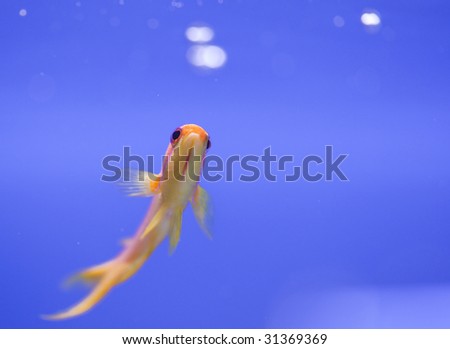 tropical animal in a salt water fish tank aquarium under water. Flash light can kill the animals so the photo was taken with available lights and reflectors