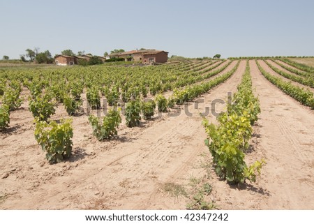 image of a vineyard and wine plants hill in La Rioja, Spain