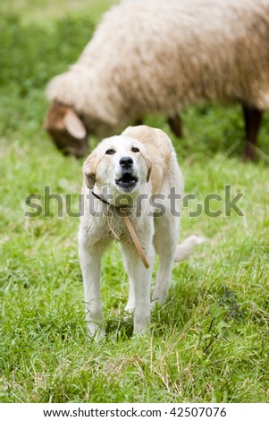 a shepherd dog barking to the sheep in the field
