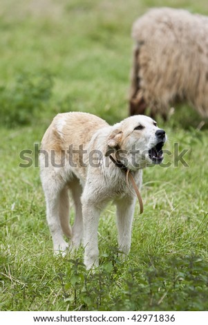 a sheperd dog barking to the sheep in the field