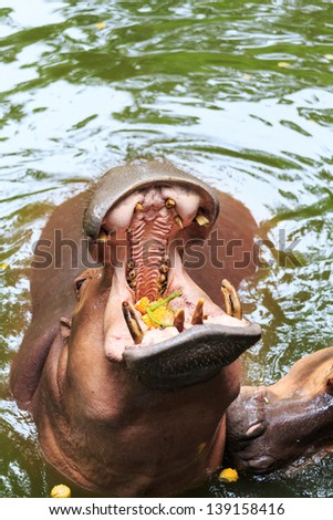 hippopotamus  open mouth to receive food at the zoo.
