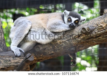 Close-up portrait of lemur catta (ring tailed lemur) sleep on tree