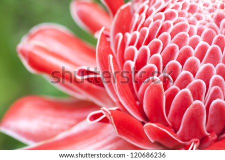 Close up etlingera elatior flower color red in nature