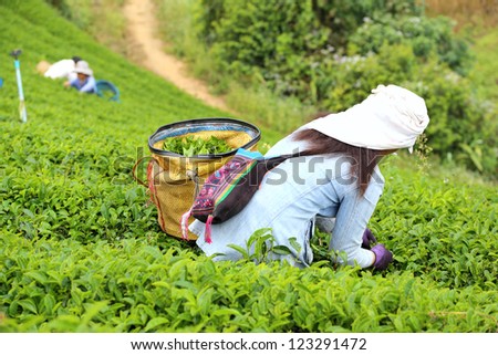 CHIANG RAI, THAILAND - DEC 24: Woman from Thailand breaks tea leaves on tea plantation on December 24, 2012 on a tea plantation at Chui Fong , Chiang Rai, Thailand.