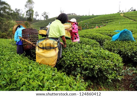 CHIANG RAI, THAILAND - DEC 24: Women from Thailand breaks tea leaves on tea plantation on December 24, 2012 on a tea plantation at Chui Fong in Chiang Rai, Thailand.