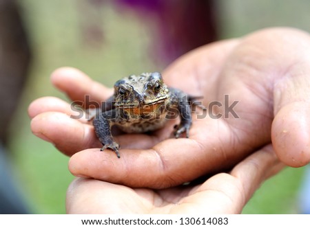 toad sits on hand