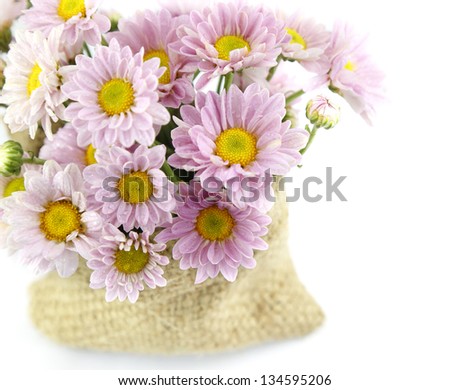 mum flower color purple in  bag from a sackcloth