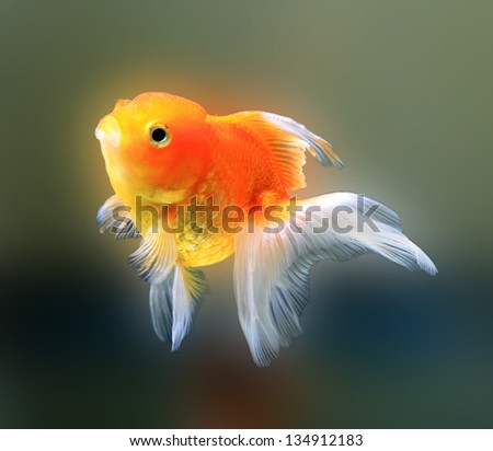 Gold fish