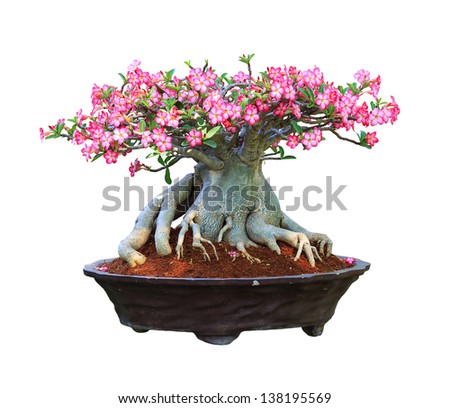 Desert Rose bloming in a flowerpot with clipping path