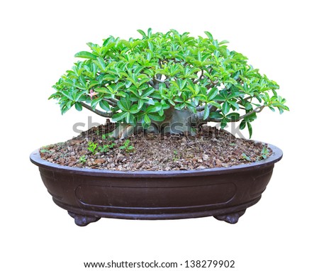 Desert Rose in a flowerpot with clipping path