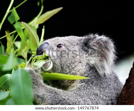 koala eating eucalyptus leaves.
