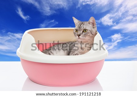 short hair cat in plastic litter box cat with blue sky