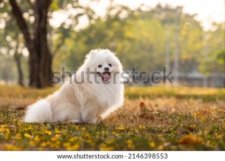 A white Japanese Spitz dog standing among yellow flowers .The distinguishing feature of this species is loyal playful and smart Stock foto © 