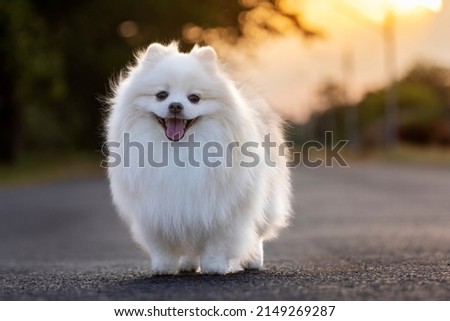 A white Japanese Spitz dog standing among in grass field,loyal, playful and smart
 Stock foto © 