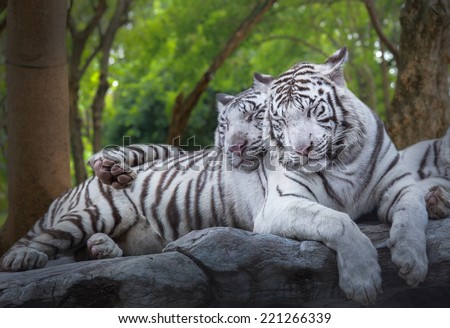 Two white tiger sleep on the rock at forest