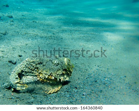 Stone-fish (Synanceia verrucosa) on Sandy Bottom, Drop-off, Tulamben, Bali, Indonesia