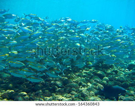 School of Mackerel Fish, Drop-off, Tulamben, Bali, Indonesia
