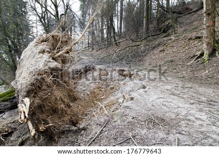 Damaged forest after sleet storm, trees torned up by the roots