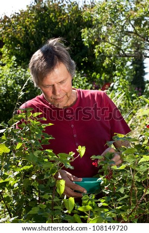 Similar – Image, Stock Photo Man picking red currants from a bush