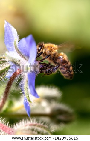 Westliche Biene oder echte Honigbiene fliegt an eine Blüte, Bes Stock foto © 
