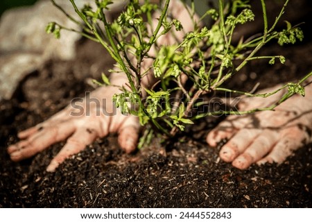 Similar – Foto Bild Mann pflanzt Baum mit Sparten im Garten