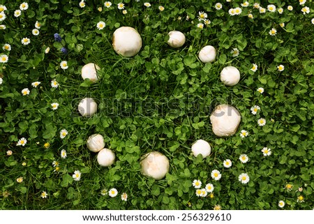 a Fairy ring of mushrooms in a meadow