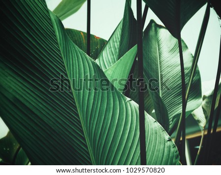 Similar – Image, Stock Photo green plant  leaves in the nature in springtime