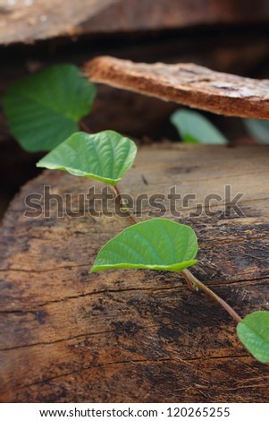 Log and leaf