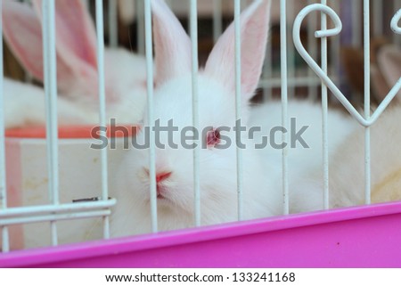 Rabbit in a cage.