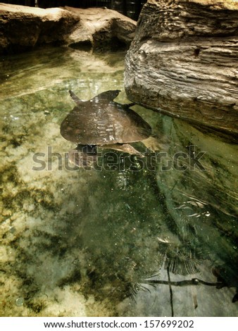Soft shelled turtle in nature