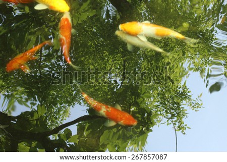 Carp fishs in the pond with shadow tree