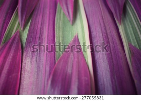 Purple leaves background